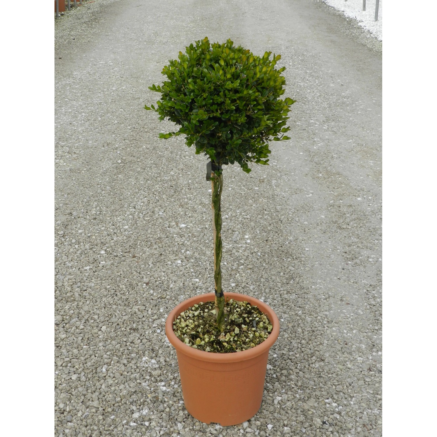 Bosso Faulkner GROW by OBI a forma di sfera in vaso, altezza circa 65 cm.