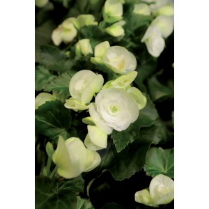 Primo piano di begonia bianca chiara con foglie verdi.