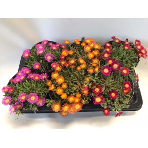 t.b.t. coprisuolo fiorite di vari colori in un vassoio.