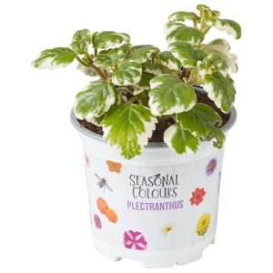 Plectranthus in vaso, foglie verdi con bordo bianco. Pianta fiorita per casa e giardino.