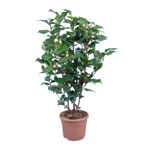 Camelia Dr. King in vaso, alta circa 35-40 cm, con foglie verdi e boccioli.