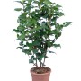 Camelia Dr. King in vaso, alta circa 35-40 cm, con foglie verdi e boccioli.
