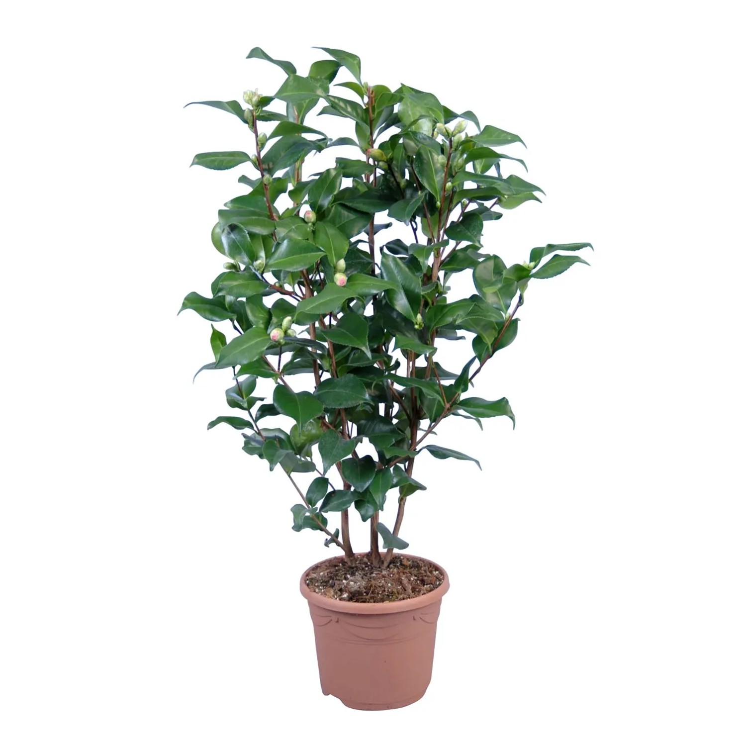 Camelia Dr. King in vaso, alta circa 35-40 cm, con foglie verdi e boccioli.