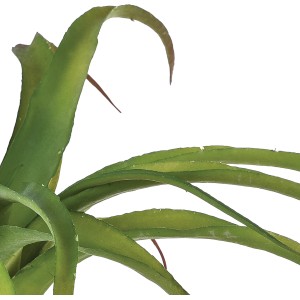 Bromelia Tillandsia verde con foglie lunghe e appuntite.