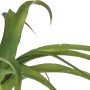 Bromelia Tillandsia verde con foglie lunghe e appuntite.