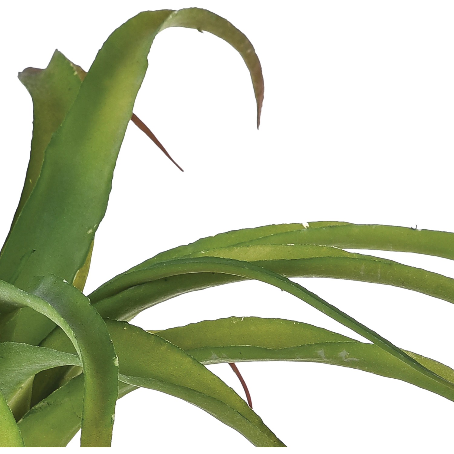 Bromelia Tillandsia verde con foglie lunghe e appuntite.