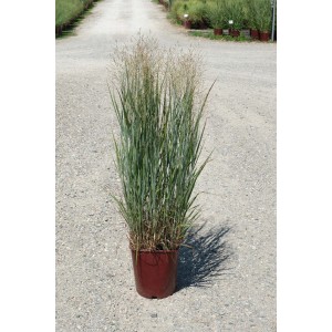 Panicum virgatum `Heavy Metal`