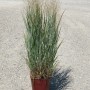 Panicum virgatum `Heavy Metal`
