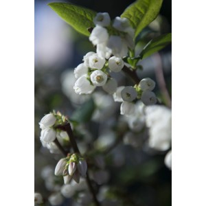 Primo piano di fiori bianchi su un arbusto di bacche.