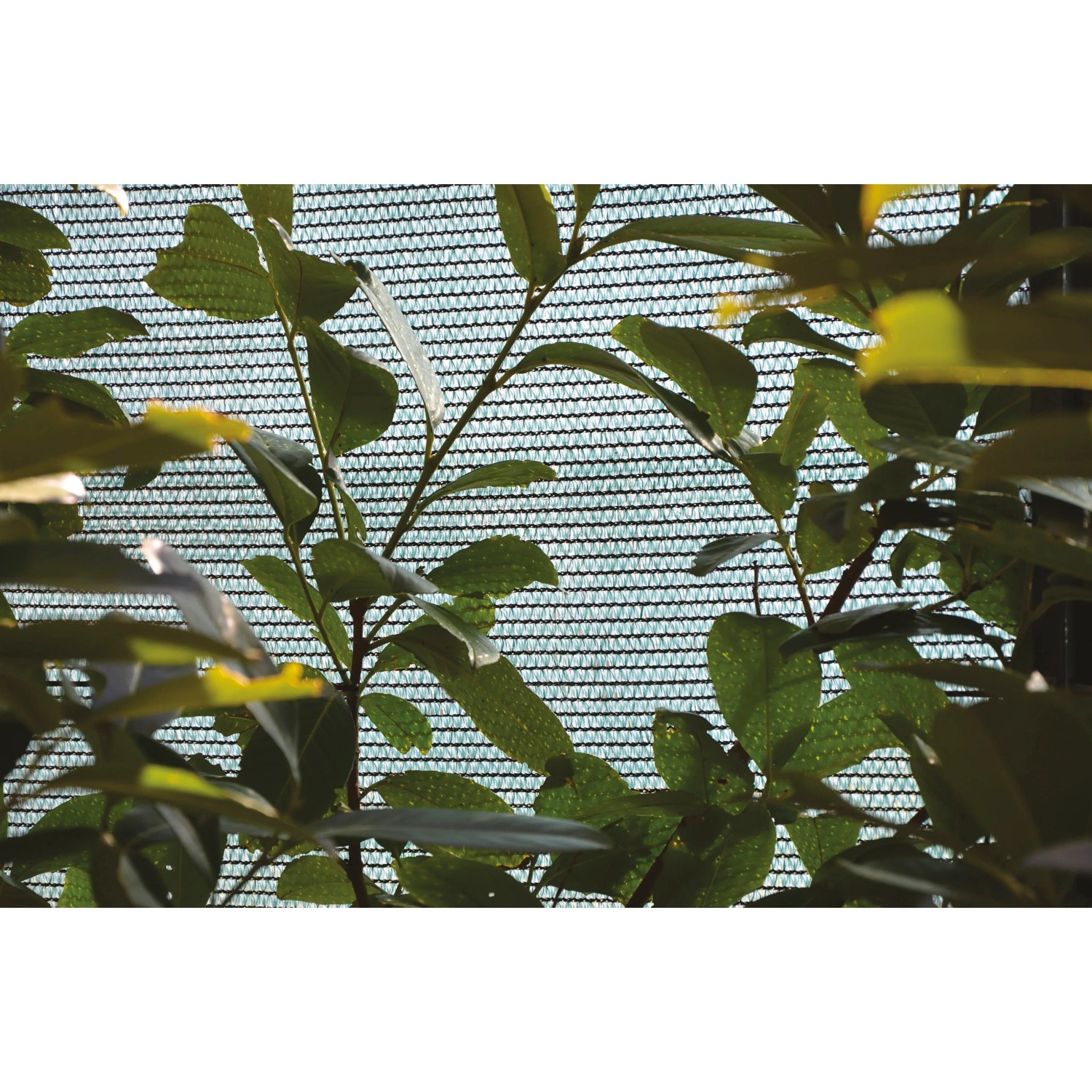 Schermo ombreggiante/privacy verde t.b.t. dietro le piante, primo piano.