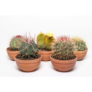 Vari cactus in vasi di terracotta, inclusi esemplari fioriti. Piante da interno decorative.