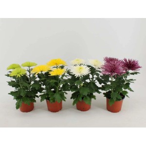 Crisantemi (crisantemi) in vaso di vari colori.