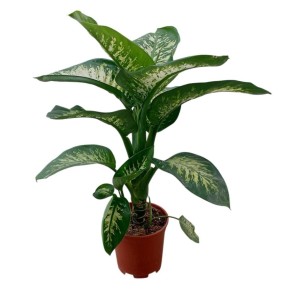 Pianta da appartamento Dieffembachia in vaso Ø 21 cm
