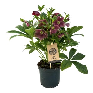 Pianta fiorita t.b.t. in vaso con fiori rosso scuro.