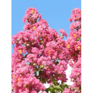 Arbusto fiorito rosa t.b.t. su sfondo di cielo blu.