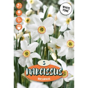 Primo piano di Narciso Recurvus bianco con centro giallo-arancio, ideale per aiuole e bordure.