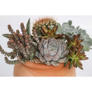 Diverse piante grasse in un vaso, ad es. Echeveria e cactus.