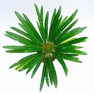 Vista dall'alto di un cactus t.b.t. in vaso con lunghe foglie verdi.