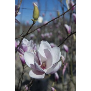 Primo piano di magnolia in fiore con fiori e boccioli rosa e bianchi.