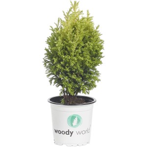 Piccola conifera t.b.t. verde in vaso per giardino o balcone.