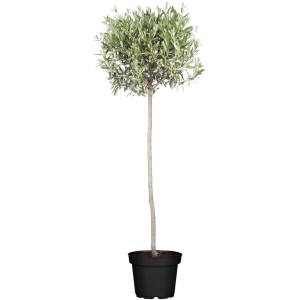 Olivo come albero a palla in vaso, foglie verdi. Pianta decorativa per giardino e terrazza.