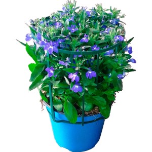 Vaso blu con pianta da balcone fiorita.