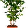 Camelia Dr. King in vaso, alta circa 35-40 cm, con foglie verdi e boccioli di fiori.