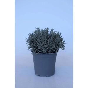 Lavanda in vaso con foglie verde-argento. Pianta decorativa Lavanda per casa e giardino.