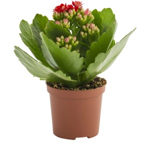 Kalanchoe da interno con fiori rossi in vaso.