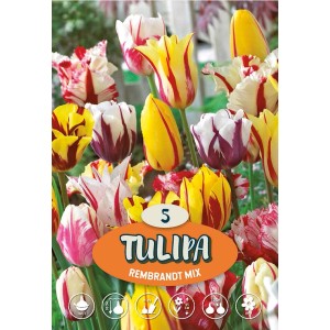 Mix di tulipani Rembrandt multicolore come bulbi da fiore per il giardino.