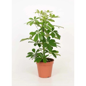 Schefflera Arboricola Nora Vaso 13 cm