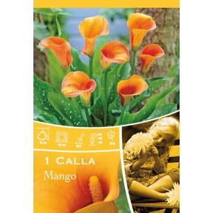 Bulbo di Calla Mango Orange con fiori arancioni.