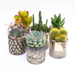 Vari cactus e piante grasse in vasi decorativi.