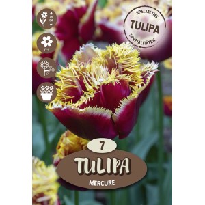Tulipano 'Fringed Mercure' rosso scuro con frange gialle, 7 pezzi. Bulbo da fiore primaverile.