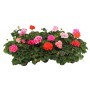 Geranio eretto (Pelargonium zonale) colorato in vaso, vari colori.