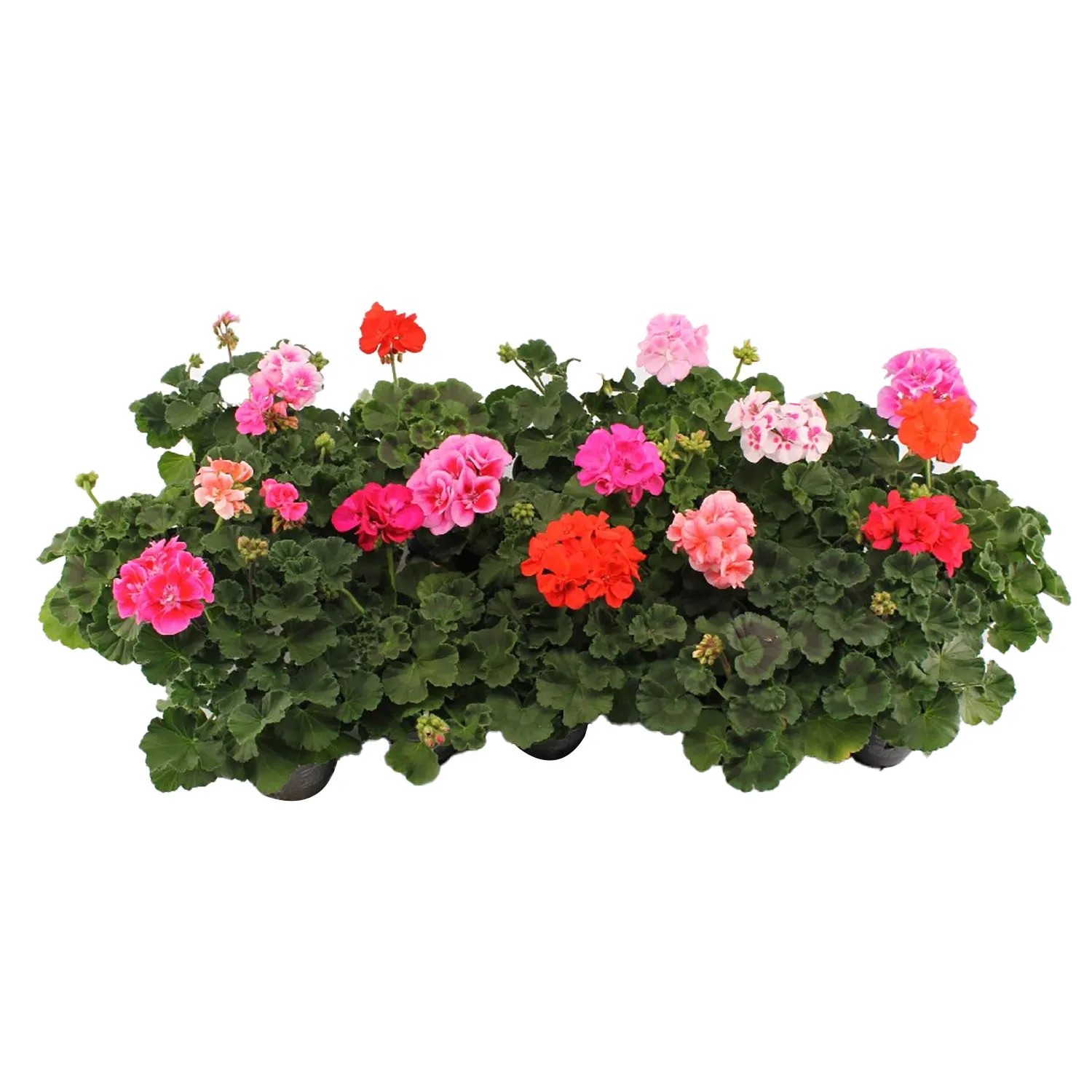 Geranio eretto (Pelargonium zonale) colorato in vaso, vari colori.