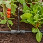 Sistema di irrigazione per piante: Irrigazione sotterranea con pomodori e lattuga.