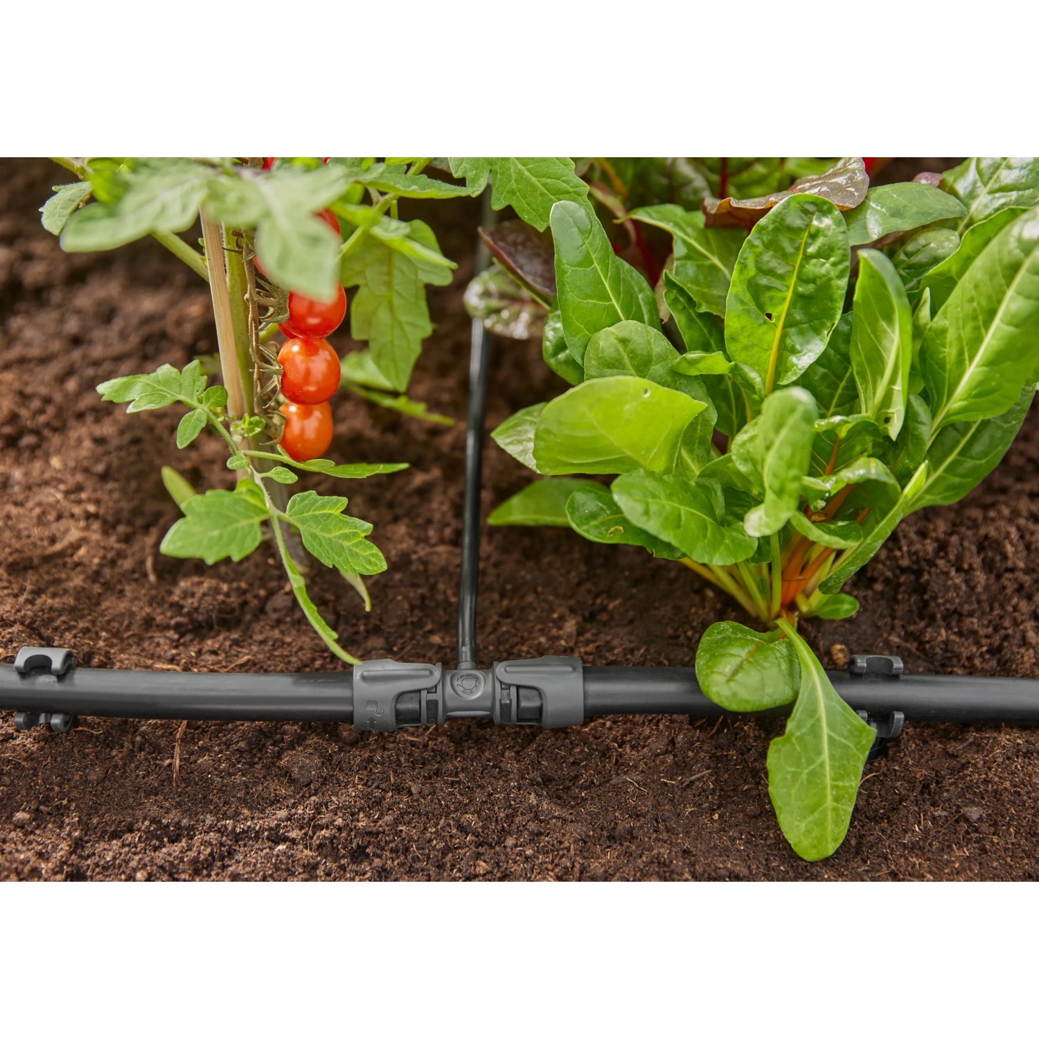 Sistema di irrigazione per piante: Irrigazione sotterranea con pomodori e lattuga.