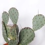 Opuntia Mix Cactus vaso Ø 17 cm_2