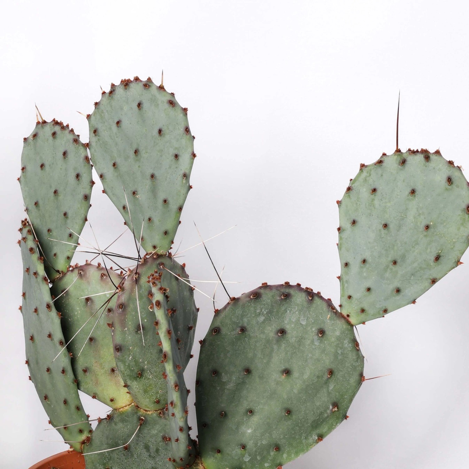 Opuntia Mix Cactus vaso Ø 17 cm_2