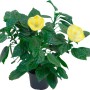 Ibisco rosa Hawaii Mix in vaso con fiori gialli e foglie verdi.
