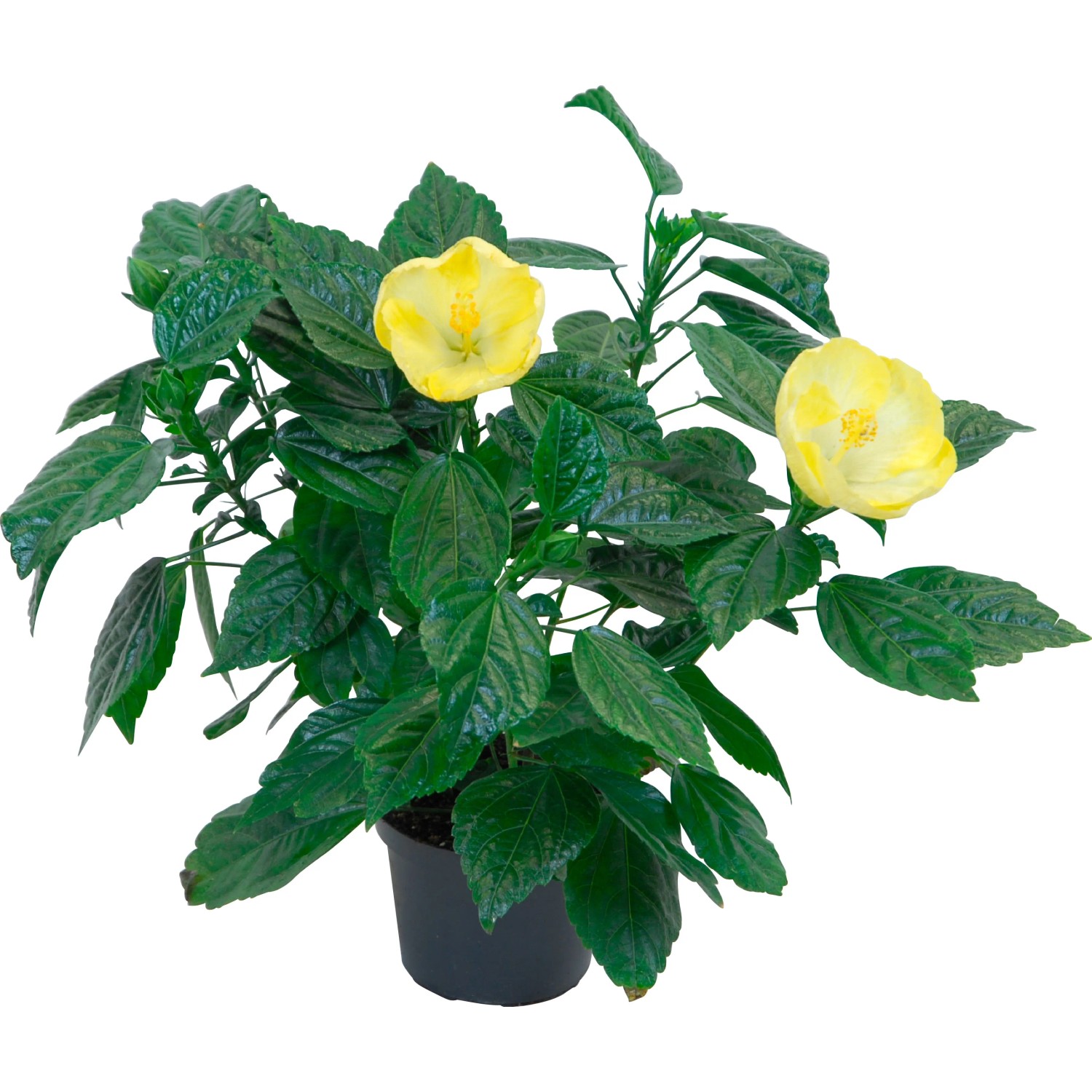 Ibisco rosa Hawaii Mix in vaso con fiori gialli e foglie verdi.