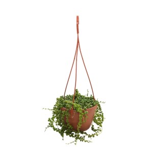 Senecio Rowelianus basket Ø 14 cm