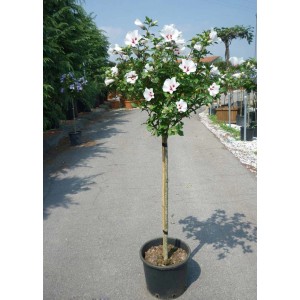 Altea (Ibisco) ad alberello in vaso con fiori bianchi e punto rosso.