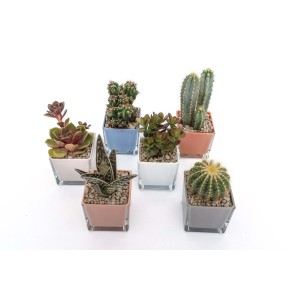 Diverse piante grasse e cactus in vasi colorati.