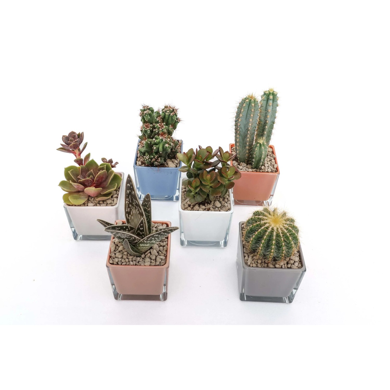Cactus e succulente - Piante grasse vaso decorativo vetro 8x8 cm acquista  da OBI