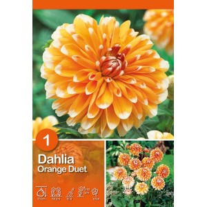 Primo piano di dalia arancione 'Orange Duet' con punte bianche.