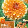 Primo piano di dalia arancione 'Orange Duet' con punte bianche.