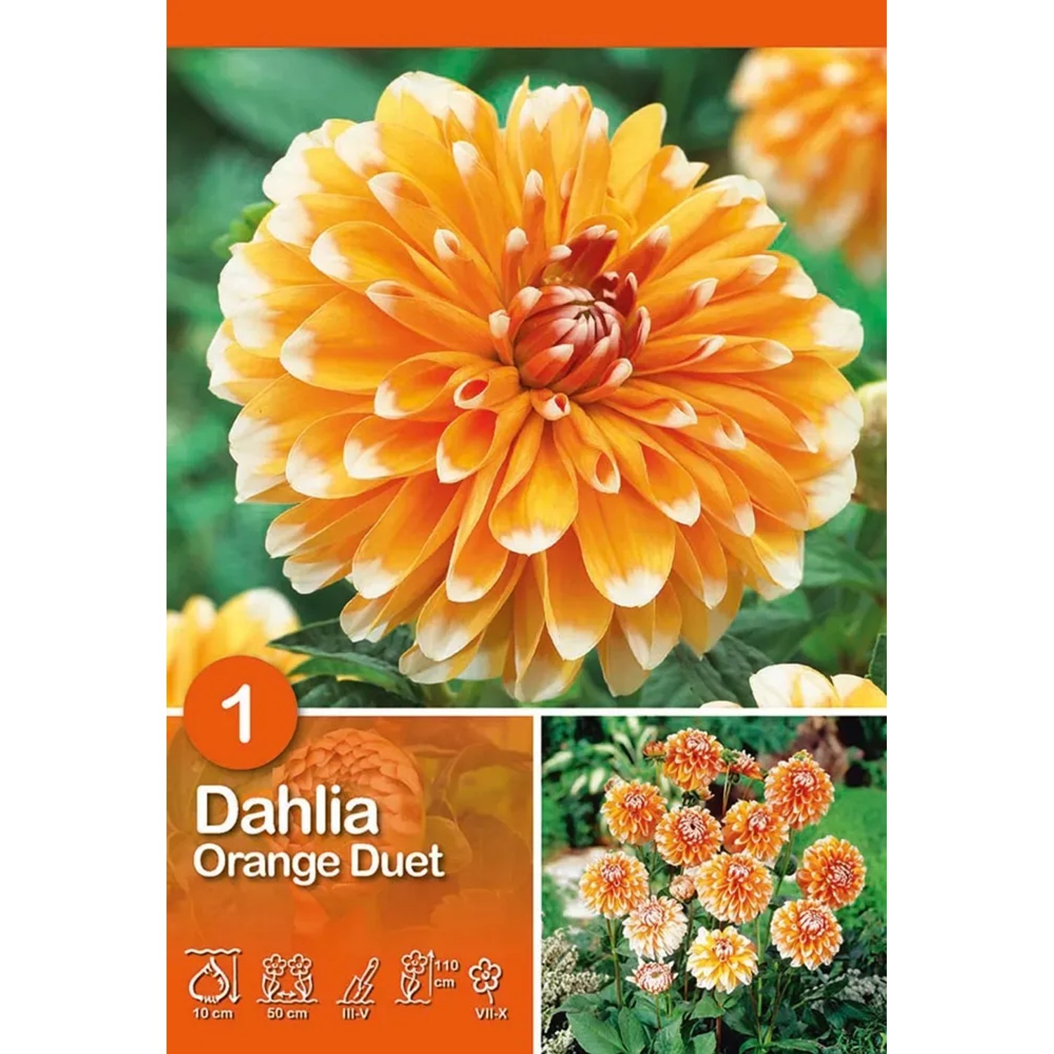 Primo piano di dalia arancione 'Orange Duet' con punte bianche.