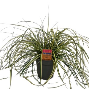 Pianta ragno decorativa e ricadente (t.b.t.) in vaso. Ideale come pianta pensile.